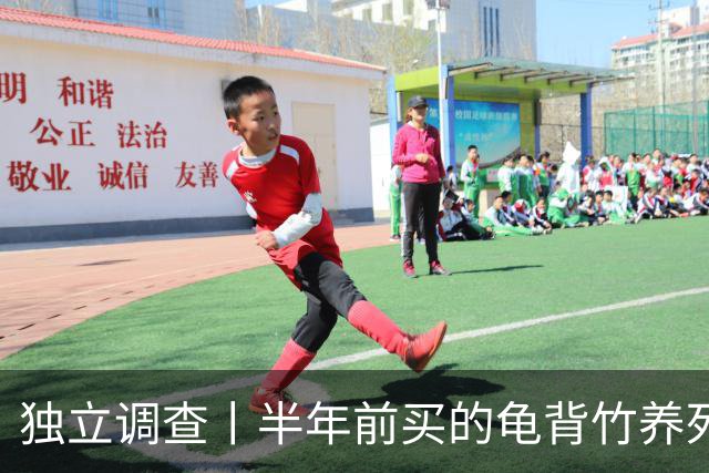 独立调查丨半年前买的龟背竹养死了，也要“仅退款”：商家拒绝后被投诉到闭店，还被告上法庭